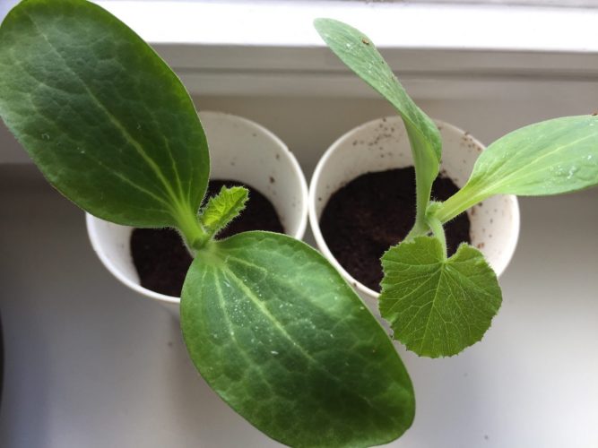 Achtsamkeit im Garten: Das erste Grün auf der Fensterbank.