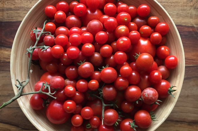 Meine Tomatenpflanzen und die Bedeutung von Geschichten.